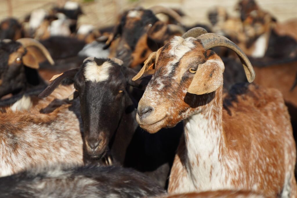 Rural Experimenta VI: un encuentro necesario para las razas autóctonas amenazadas