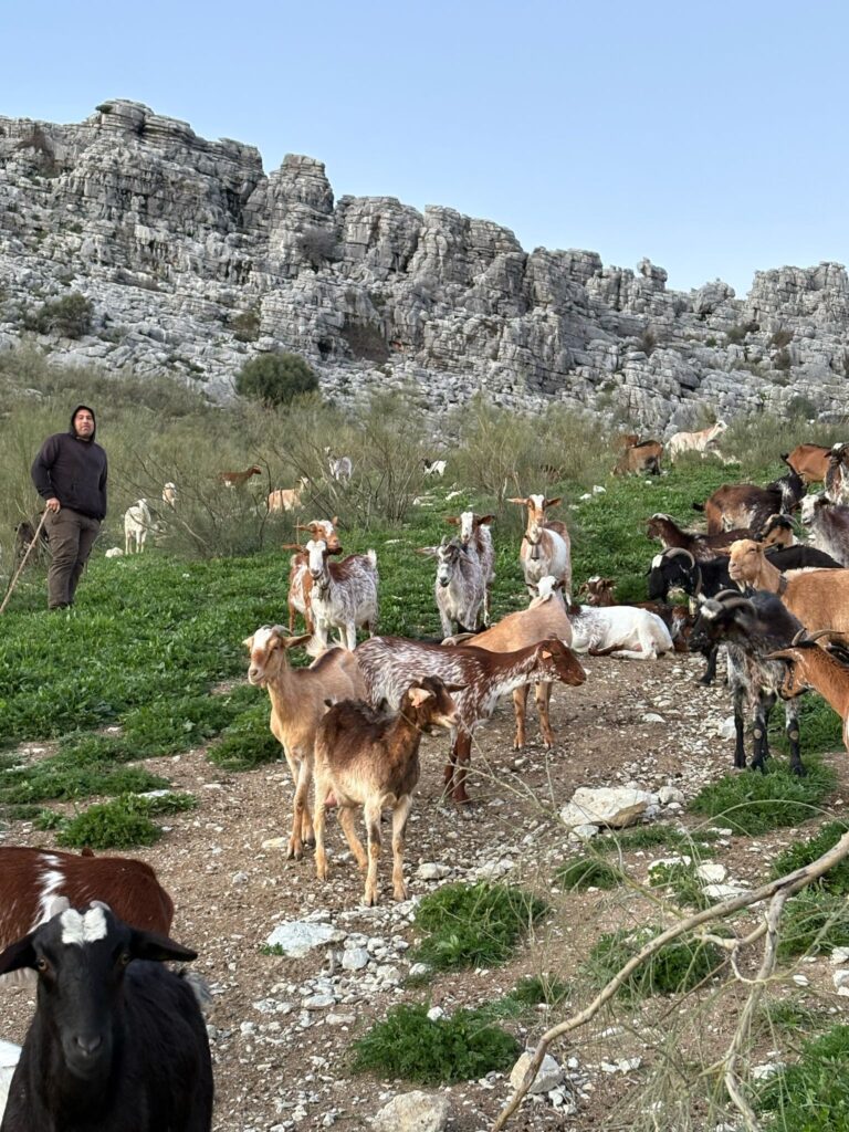 Nueva incorporación de una ganadería de Júzcar en la Asociación
