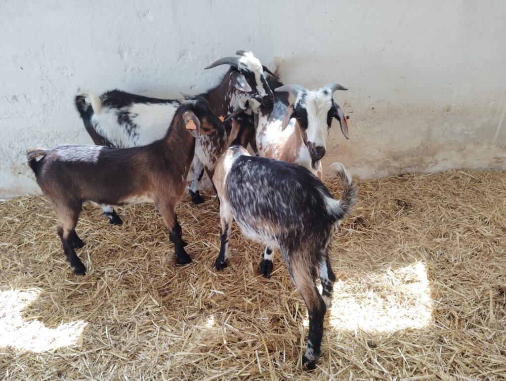 Nuevos sementales de raza Payoya en el Centro de Reproductores de la Diputación de Córdoba