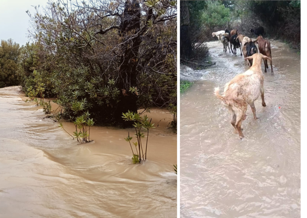 La Asociación de Criadores de Raza Caprina Payoya alerta sobre la difícil situación de las ganaderías tras el temporal en Grazalema