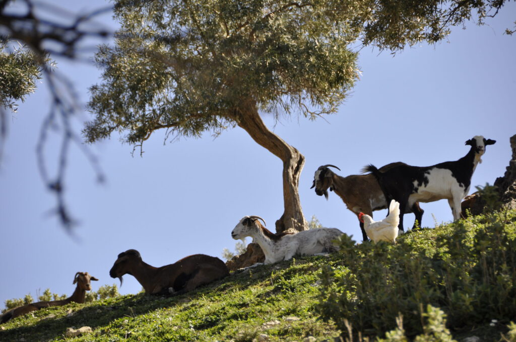 La Asociación de criadores de raza caprina Payoya refuerza su Programa de Cría con nuevas medidas aprobadas en Asamblea General